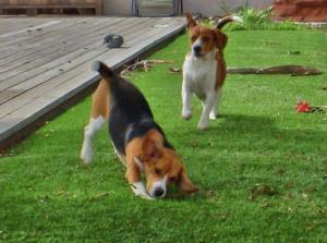 Omegaturf dogs playing beagles